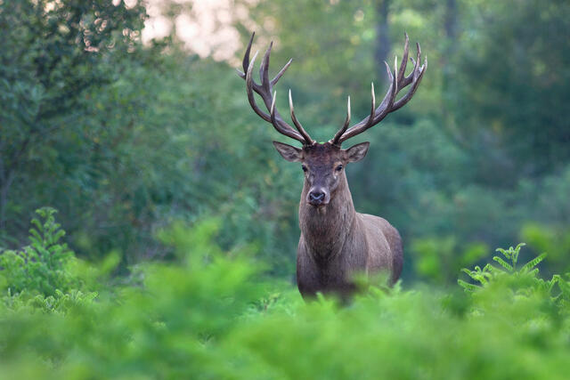 Natur